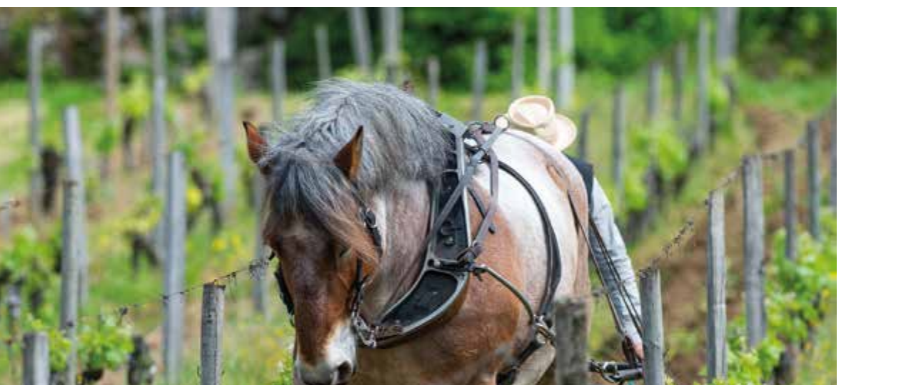 Horse-drawn ploughing in the vineyard — from Sommelier, Chapter 1