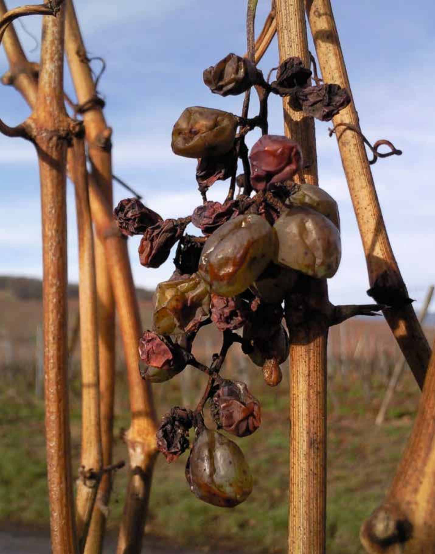 Late-harvest grapes on the vine — from Sommelier, Chapter 3